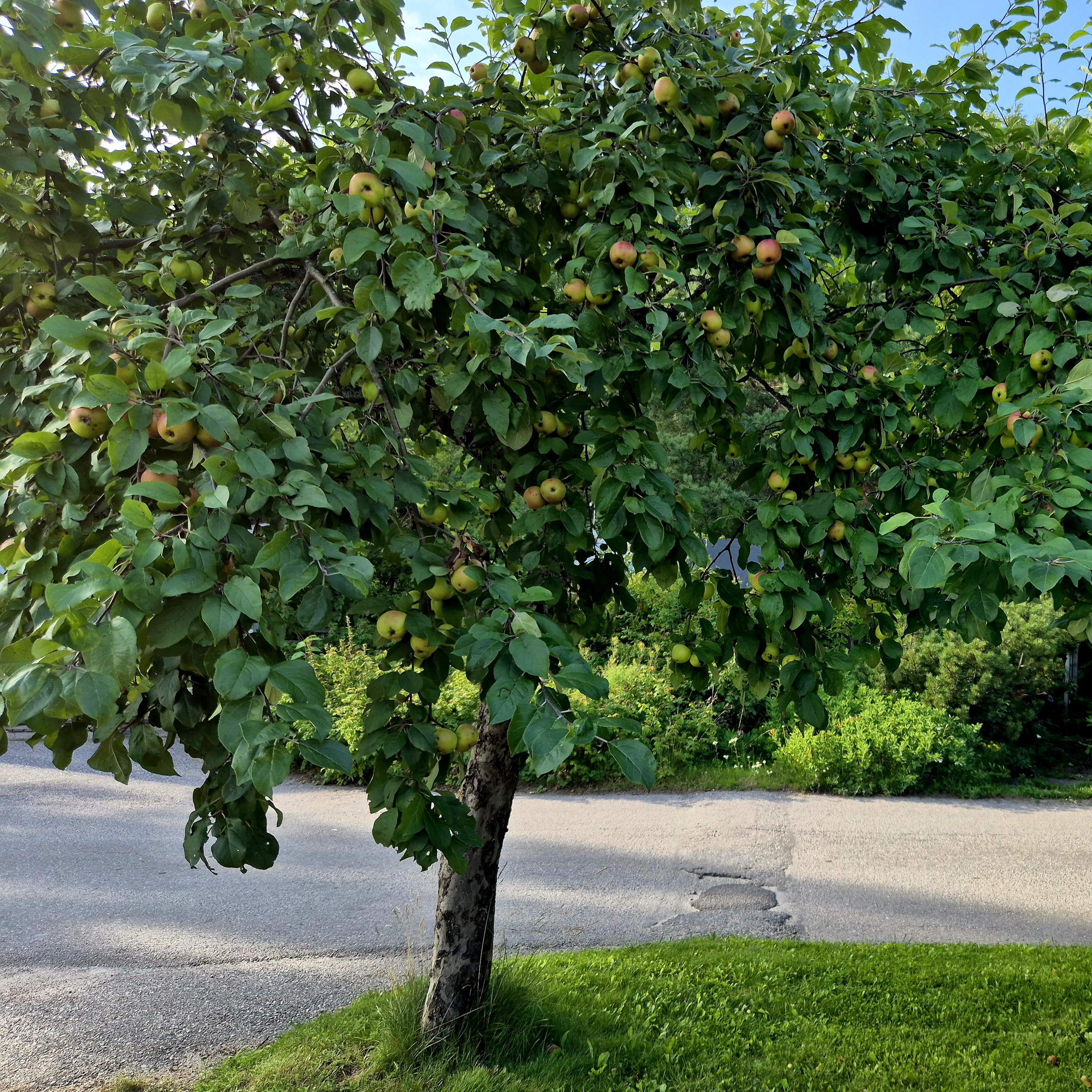 Omenapuu (Malus domestica)
